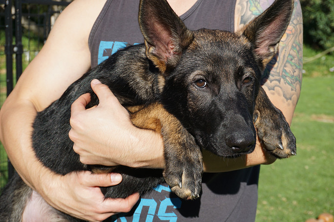 A young German Shepherd puppy carried by its handler at Hasley Canyon Ranch K9 Training in Castaic, CA