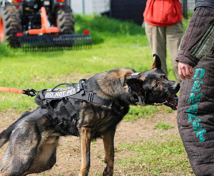 A German Shepherd working a bark-and-hold drill around ranch equipment at Hasley Canyon Ranch K9 Training in Castaic, CA