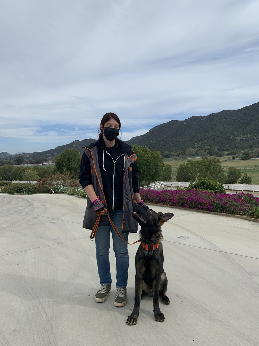 A handler holding a young German Shepherd in a sit on open ranch ground near Castaic, CA