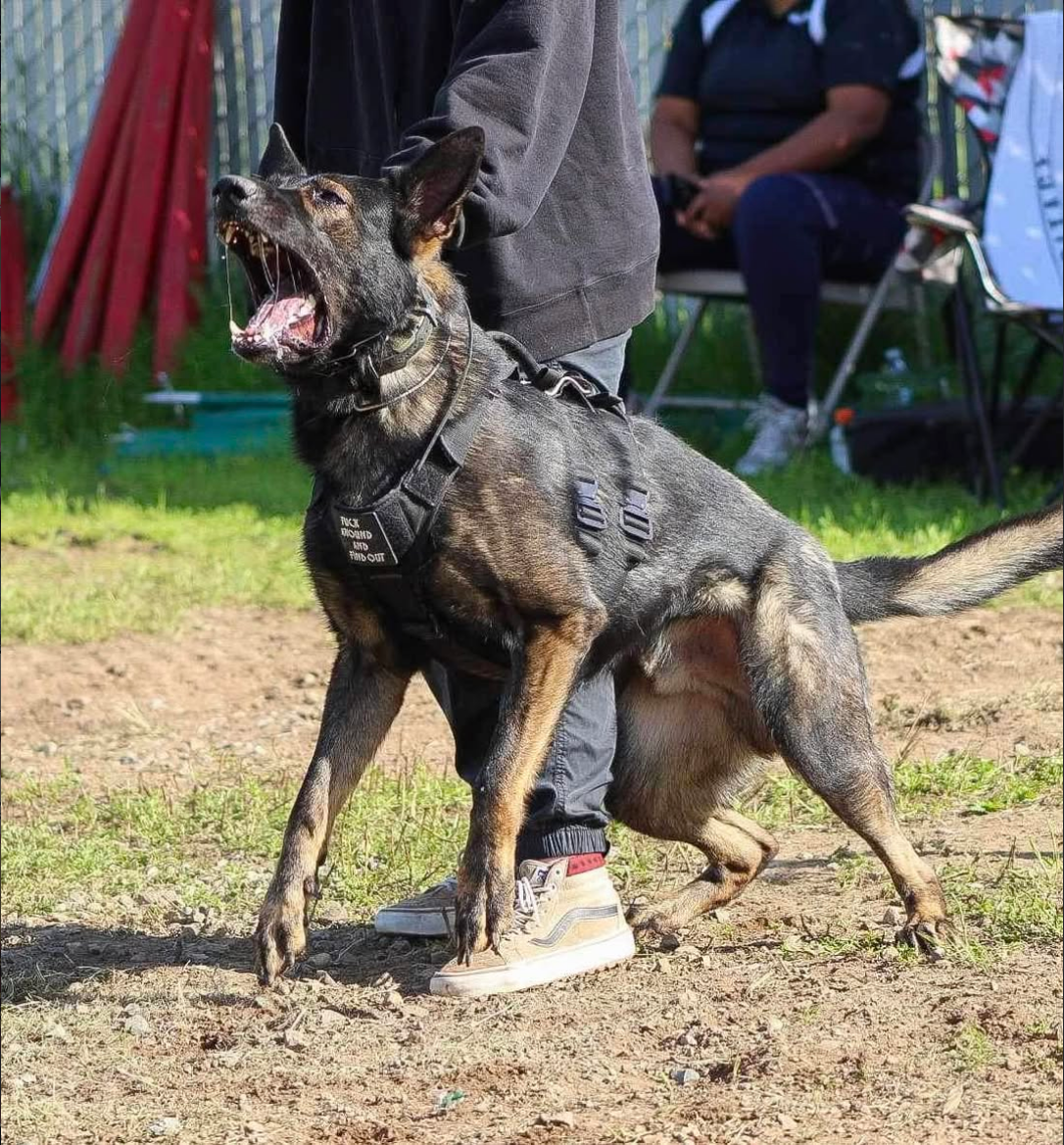 A working German Shepherd in a training harness at Hasley Canyon Ranch K9 Training in Castaic, CA
